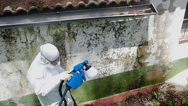 Top rated local Mold Remediation specialists in Wye Mills, MD